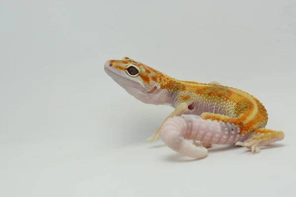 Leopardo Gecko Eublepharis Macularius Está Posando Estilo Distinto — Fotografia de Stock