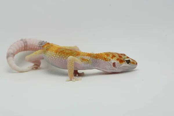 Leopard Gecko Eublepharis Macularius Posing Distinctive Style — Stock Photo, Image