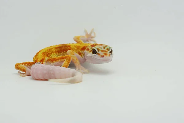 Gecko Lampart Eublepharis Macularius Pozuje Charakterystycznym Stylu — Zdjęcie stockowe