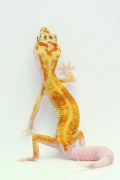 Leopard Gecko Eublepharis Macularius Pózuje Osobitém Stylu — Stock fotografie