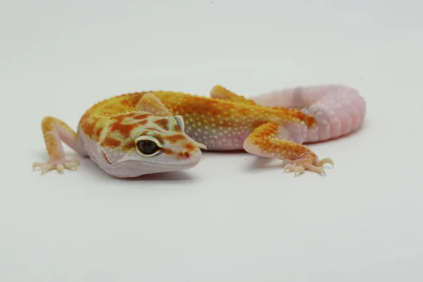 Leopardo Gecko Eublepharis Macularius Está Posando Estilo Distinto — Fotografia de Stock
