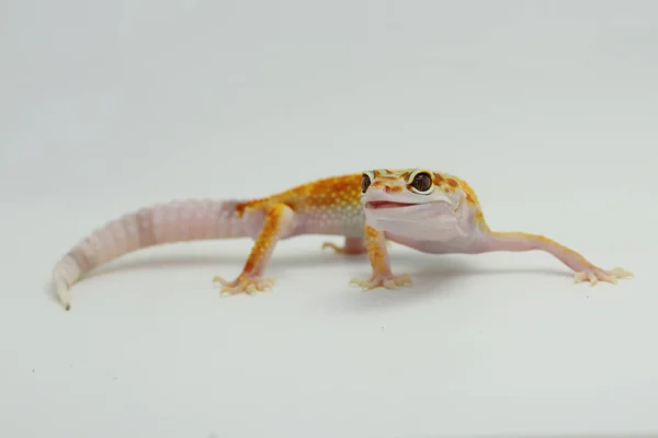 Leopard Gecko Eublepharis Macularius Poserar Distinkt Stil — Stockfoto