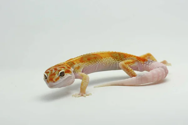 Leopard Gecko Eublepharis Macularius Poserar Distinkt Stil — Stockfoto
