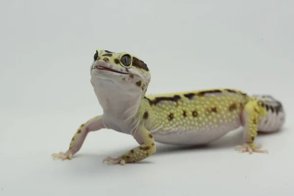 Gecko Lampart Eublepharis Macularius Pozuje Charakterystycznym Stylu — Zdjęcie stockowe