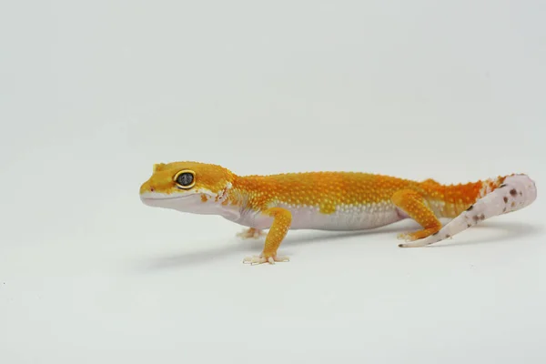 Leopardo Gecko Eublepharis Macularius Está Posando Estilo Distinto — Fotografia de Stock