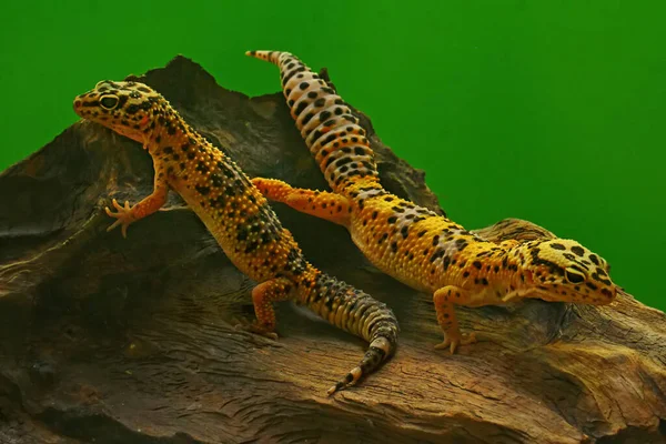 Gecko Lampart Eublepharis Macularius Pozuje Charakterystycznym Stylu — Zdjęcie stockowe