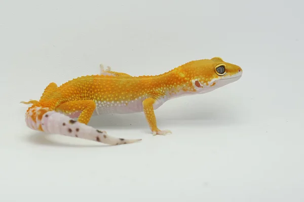 Leopard Geckos Είναι Χαριτωμένο Και Αξιολάτρευτο Τόσα Πολλά Διατηρούνται Κατοικίδια — Φωτογραφία Αρχείου