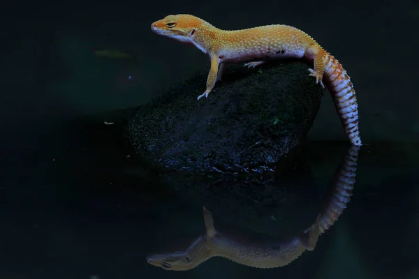 Leopard Geckos Cute Adorable Many Kept Pets — Stock Photo, Image