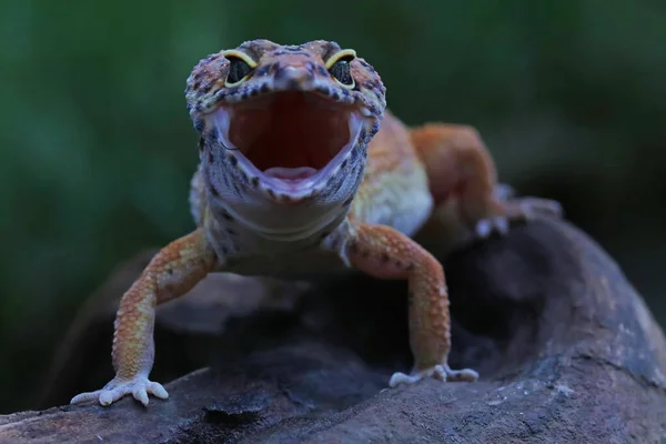 Leopard Geckos Είναι Χαριτωμένο Και Αξιολάτρευτο Τόσα Πολλά Διατηρούνται Κατοικίδια — Φωτογραφία Αρχείου