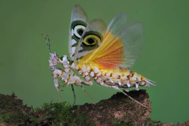 Bir dikenli çiçek peygamber devesi (Pseudocreobotra wahlbergii) yırtıcıları kovalamak için güzel kanatlarını çırpıyor..