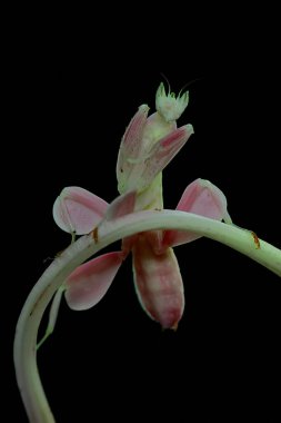 Peygamber devesi kendine özgü duruşuyla güzel görünür..