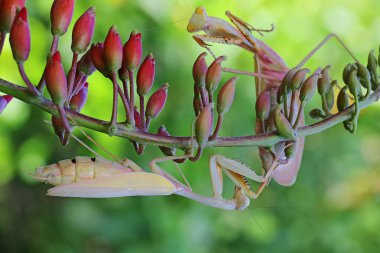 Bir çift altın sarısı peygamber devesi çiftleşmeye hazırlanıyor..