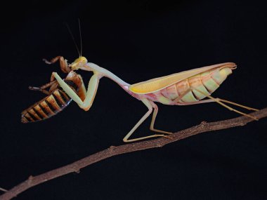 Altın bir peygamber devesi küçük bir böceği yiyor..