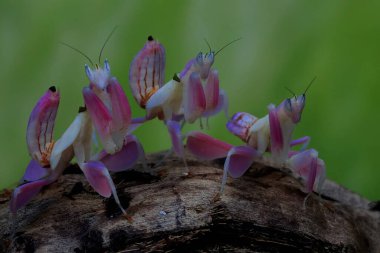 Orkide peygamberdevesinin güzelliği (Hymenopus coronatus).