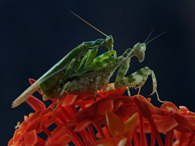 Bir çift peygamberdevesi (Creobroter mücevheri) yabani çiçeklerin üzerinde çiftleşiyorlar.,