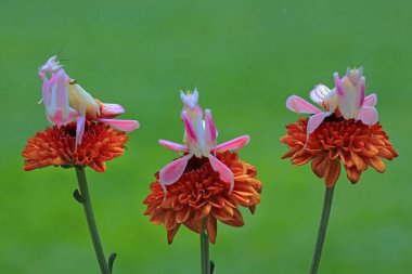 Orkide peygamberdevesinin güzelliği (Hymenopus coronatus).