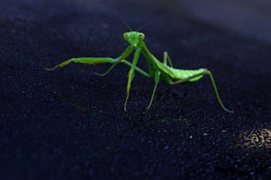 Şirin duruşu olan bir peygamber devesi.