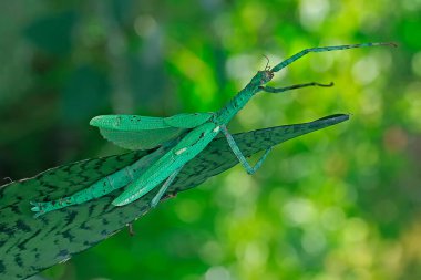 Sabahları küçük böcek aktiviteleri.