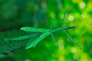 Sabahları küçük böcek aktiviteleri.