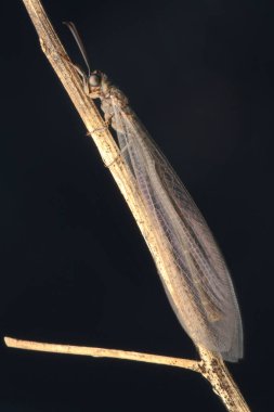 Sabahları küçük böcek aktiviteleri.