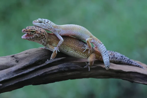 Leopardengeckos Sind Süß Und Liebenswert Viele Werden Als Haustiere Gehalten — Stockfoto