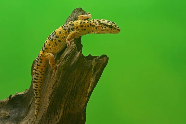 Geckos Léopard Sont Mignons Adorables Tant Sont Conservés Comme Animaux — Photo