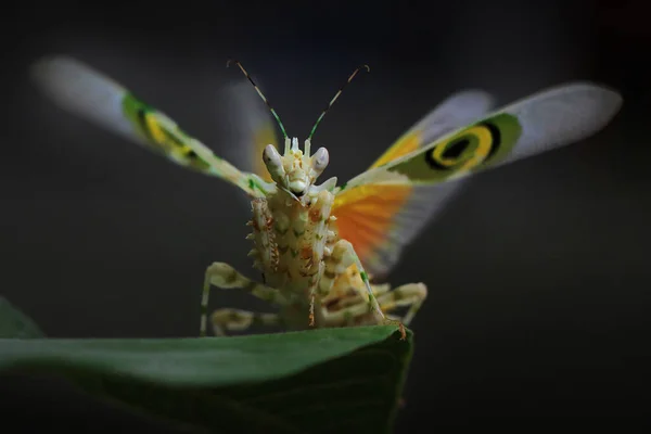 사마귀 Pseudocreobotra Wahlbergii 아름다운 날개를 퍼덕거리며 포식자를 — 스톡 사진