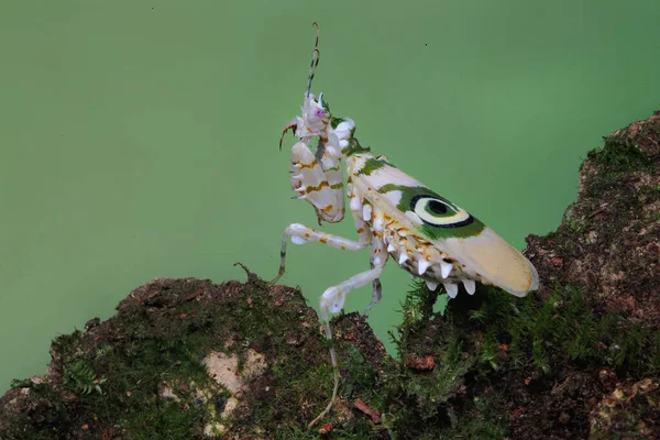 棘のある花のマンティス Pseudocreobtra Wallbergii 捕食者を追い払うために美しい翼を羽ばたいています — ストック写真