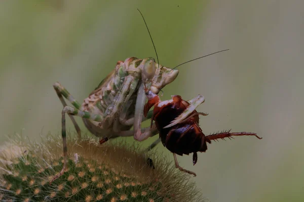 Una Mantis Religiosa Que Aprovecha Una Cucaracha Más — Foto de Stock