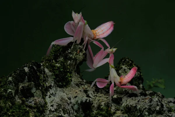 Groupe Mante Orchidée Avec Leurs Poses Mignonnes Adorables — Photo
