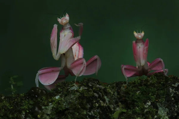 Skupina Orchidejí Kudlanky Jejich Roztomilými Rozkošnými Pózami — Stock fotografie