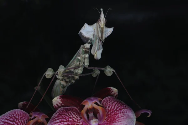Una Mantis Religiosa Idolomantis Diabolica Está Buscando Presas — Foto de Stock
