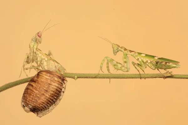 Número Mantis Religiosa Están Buscando Presas Las Malas Hierbas — Foto de Stock