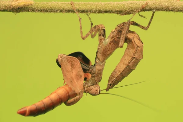 Een Bidsprinkhaan Ziet Prachtig Uit Met Zijn Kenmerkende Houding — Stockfoto