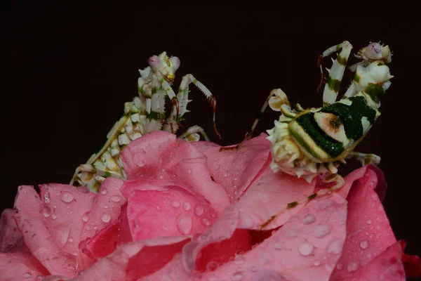 Twee Bidsprinkhanen Spelen Rozen — Stockfoto