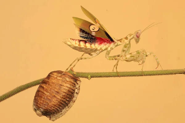 Una Mantis Religiosa Hermosa Con Pose Distintiva — Foto de Stock