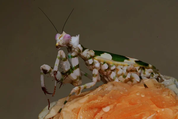 Una Mantis Religiosa Hermosa Con Pose Distintiva — Foto de Stock