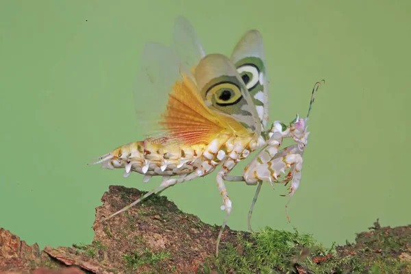 Una Mantis Religiosa Hermosa Con Pose Distintiva —  Fotos de Stock