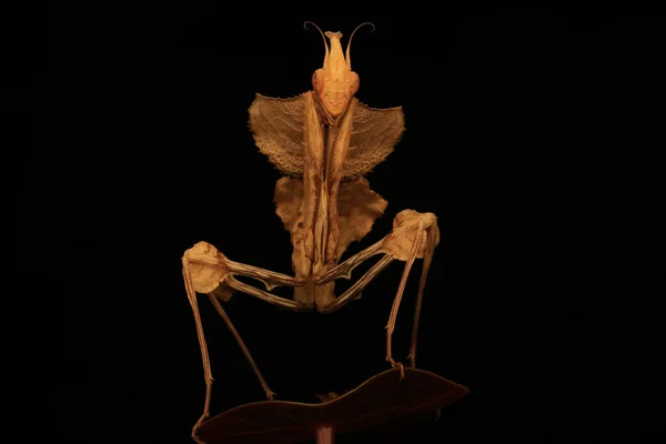 一只祈祷的螳螂 Idolomantis Diabolica 正在寻找仙人掌树上的猎物 — 图库照片