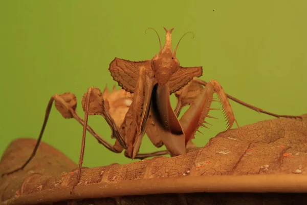 Kudlanka Nábožná Idolomantis Diabolica Hledá Kořist Kaktusu — Stock fotografie