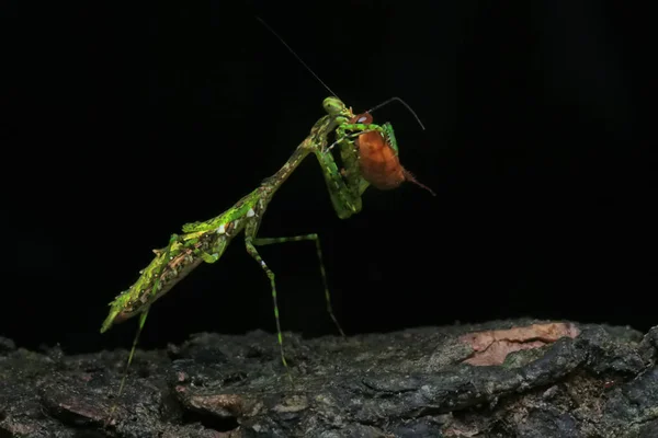 Louva Deus Parece Bonito Com Sua Pose Distinta — Fotografia de Stock