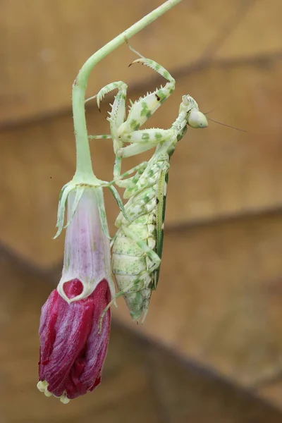 Une Mante Priante Creobroter Gemmatus Est Perchée Sur Une Fleur — Photo