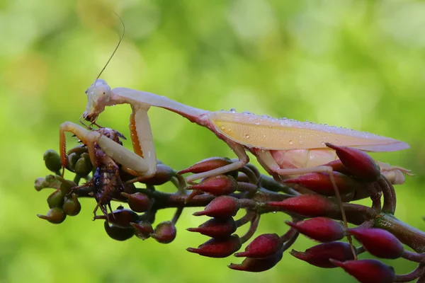 Louva Deus Parece Bonito Com Sua Pose Distinta — Fotografia de Stock