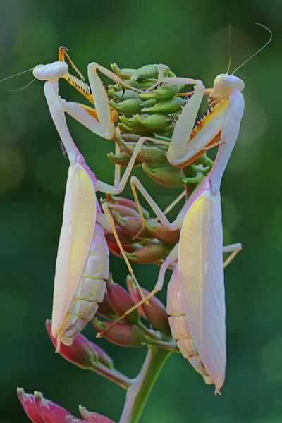 Par Mantis Religiosa Color Amarillo Dorado Prepara Para Aparearse —  Fotos de Stock