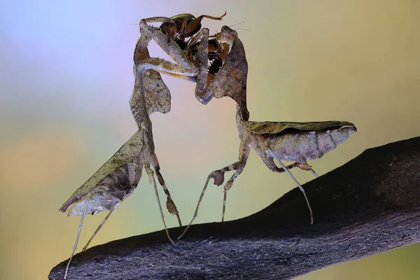 Una Mantis Religiosa Que Aprovecha Una Cucaracha Más —  Fotos de Stock