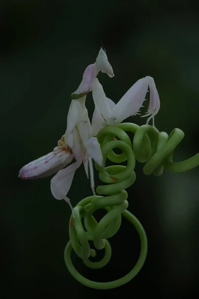 Piękno Orchidei Hymenopus Coronatus — Zdjęcie stockowe