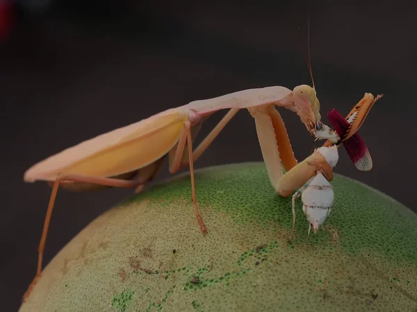 Una Mantis Dorada Está Comiendo Pequeño Insecto — Foto de Stock