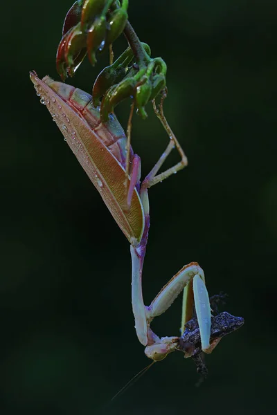 Una Mantis Dorada Está Comiendo Geco —  Fotos de Stock
