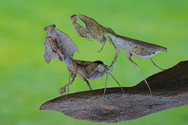 Una Mantis Religiosa Que Aprovecha Una Cucaracha Más —  Fotos de Stock