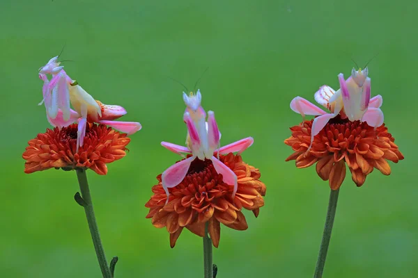 Belleza Mantis Orquídea Hymenopus Coronatus — Foto de Stock